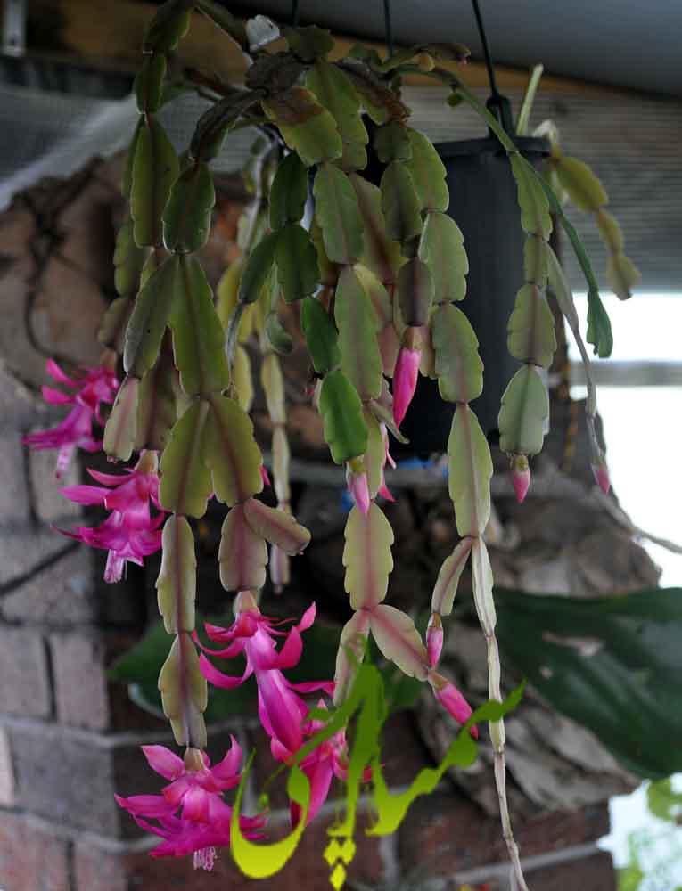 کاکتوس کریسمس (Schlumbergera truncata)